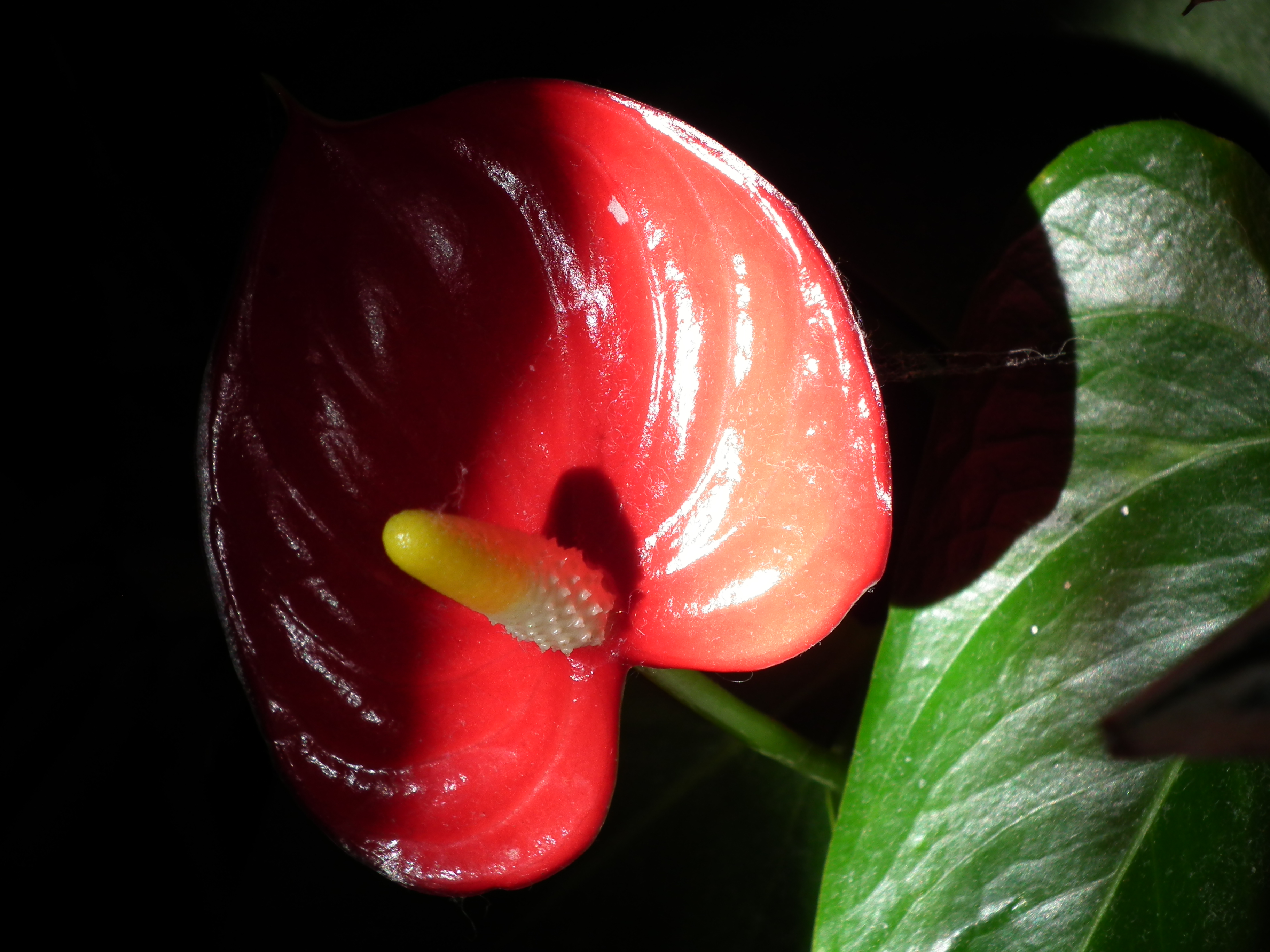 Anthurium